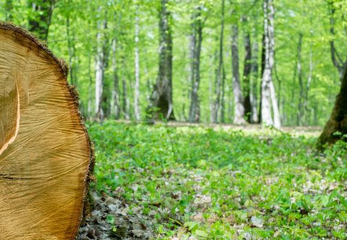 freshly cut tree in the spring forest
