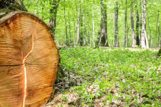 freshly cut tree in the spring forest