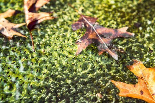 Frogspawn in a pond above water