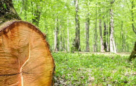freshly cut tree in the spring forest