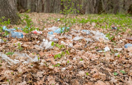 garbage in the forest among the spring shrubs