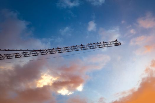 gulls on the crane at sunset