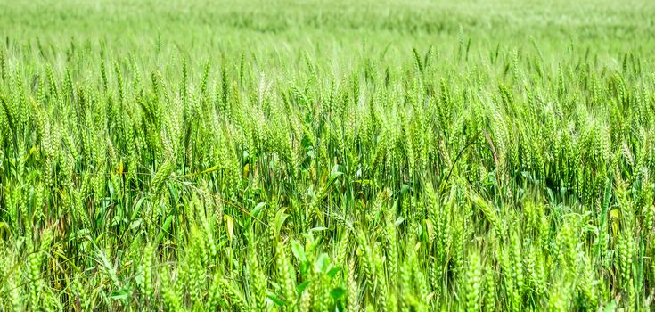 Green wheat field in nord Bulgaria