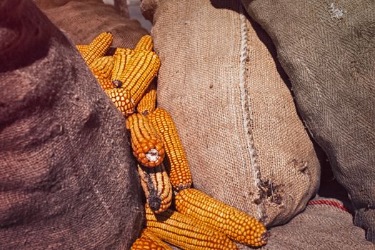 harvested corn cobs in burlap sack