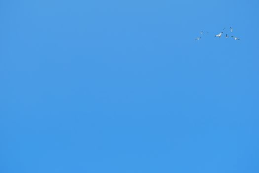 gulls in the clear blue sky