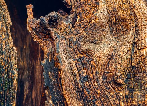 hollow in the old tree