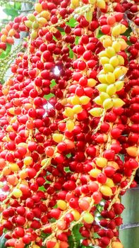 palm seed. Color has change to green yellow orange and red before dry