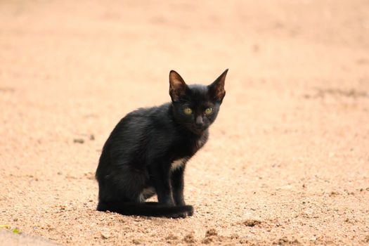 A black kitten sitting on the ground