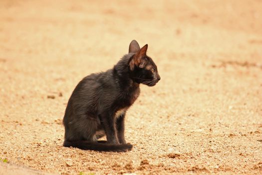 A black kitten sitting on the ground