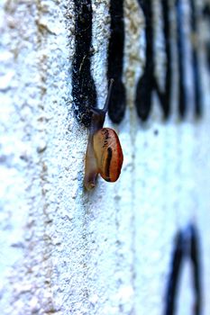 The snails are on a white wall, the snails are classified as invertebrates