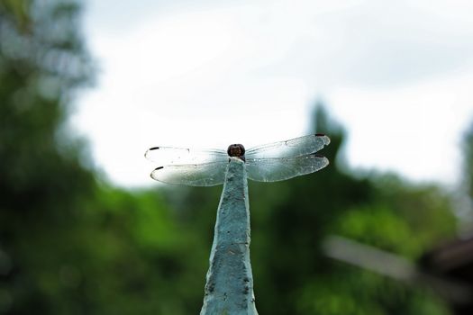 Dragonfly spreading its wings on the ends of the branches