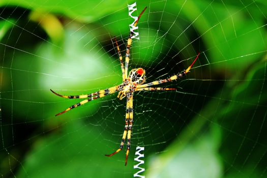 Multi-colored Argiope Spider is a poisonous spider. Is just a common pain and swelling Trait is not ferocious