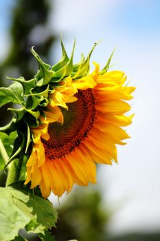 Sunflower in nature, beautiful bloom in nature