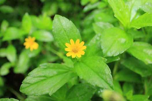 Yellow Wedelia trilobata. Ground cover shrub. There are small flowers that bloom throughout the year.