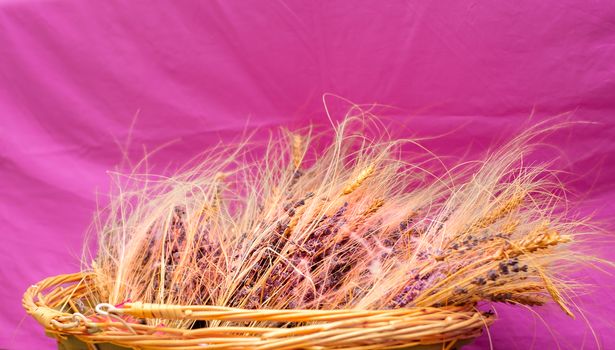 wicker basket with lavender and dried wheat on violet background