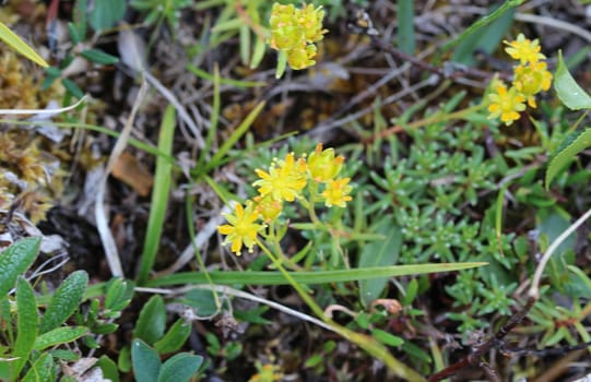 Close up of Saxifraga aizoides flower, also known as yellow mountain saxifrage or yellow saxifrage