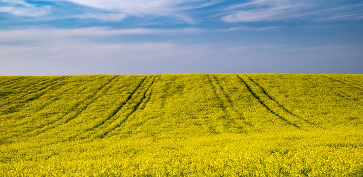 Yellow oilseed rape field under blue sky