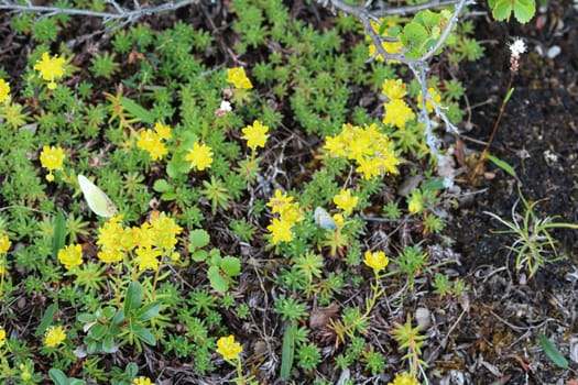 Close up of Saxifraga aizoides flower, also known as yellow mountain saxifrage or yellow saxifrage