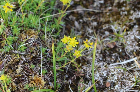 Close up of Saxifraga aizoides flower, also known as yellow mountain saxifrage or yellow saxifrage