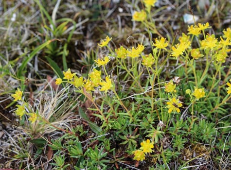 Close up of Saxifraga aizoides flower, also known as yellow mountain saxifrage or yellow saxifrage