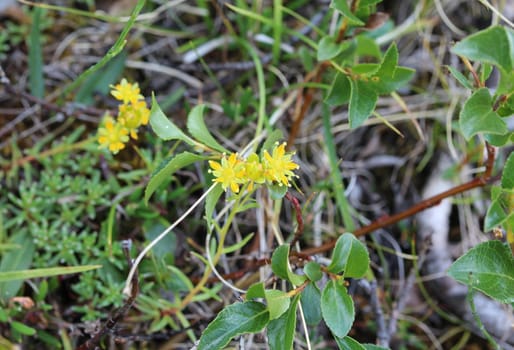 Close up of Saxifraga aizoides flower, also known as yellow mountain saxifrage or yellow saxifrage