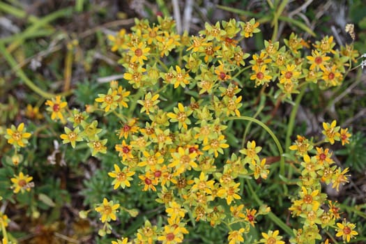 Close up of Saxifraga aizoides flower, also known as yellow mountain saxifrage or yellow saxifrage