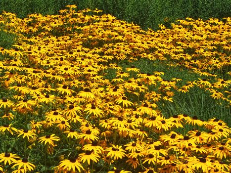 Hoehenpark Killesberg in Stuttgart - Yellow echinacea flower carpet
