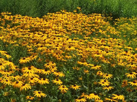 Hoehenpark Killesberg in Stuttgart - Yellow echinacea flower carpet