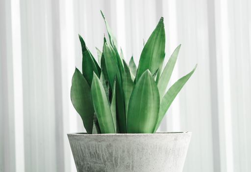  Closeup Decorative sansevieria plant in pot