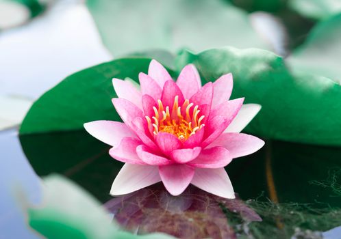 Close up pink lotus flower plant with green leaves, selective focus