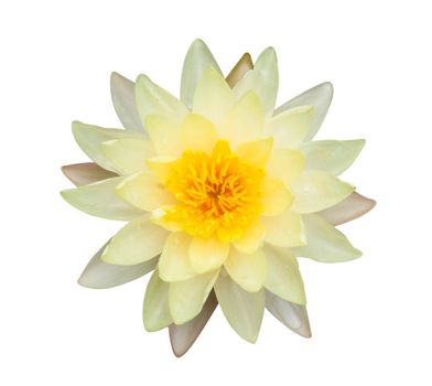 Closeup yellow lotus flower plant isolated on white background