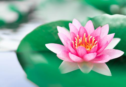 Close up pink lotus flower plant with green leaves, selective focus