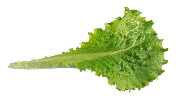 Fresh lettuce, one leaf isolated on a white background, close-up.