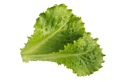 Two fresh green lettuce isolated on a white background, close-up.