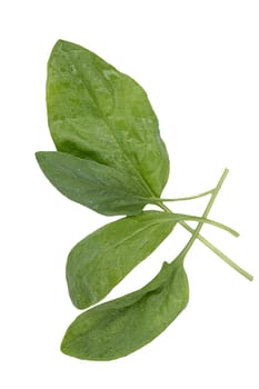 Group of young spinach leaves, isolated on a white background, vertical.