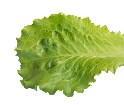 Fresh lettuce, one leaf isolated on a white background, close-up.