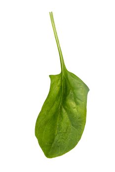 One leaf of young spinach, isolated on a white background, vertical.