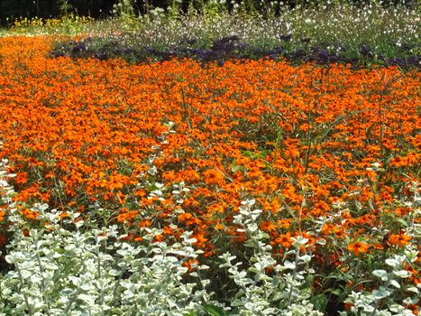 Hoehenpark Killesberg in Stuttgart - Orange zinnia flower carpet