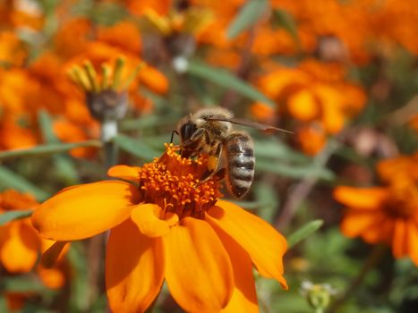 Beautiful macro of a honey bee, team worker on an orange zinnia flower