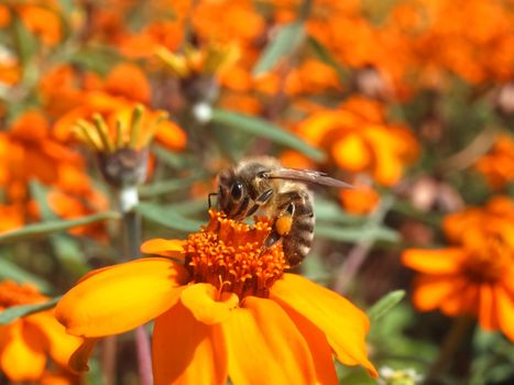 Beautiful macro of a honey bee, team worker on an orange zinnia flower