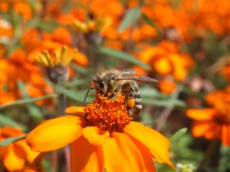 Beautiful macro of a honey bee, team worker on an orange zinnia flower