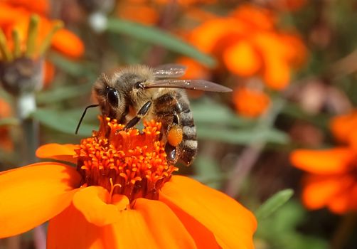 Beautiful macro of a honey bee, team worker on an orange zinnia flower