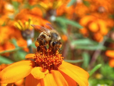 Beautiful macro of a honey bee, team worker on an orange zinnia flower