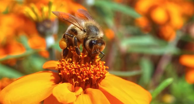 Beautiful macro of a honey bee, team worker on an orange zinnia flower