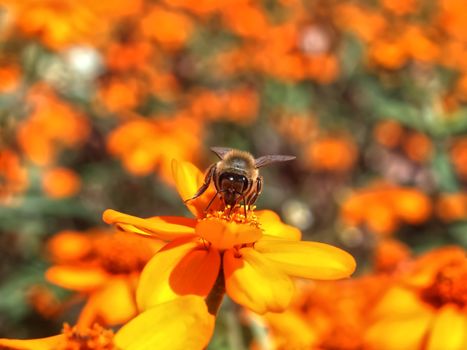 Beautiful macro of a honey bee, team worker on an orange zinnia flower