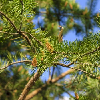 Young shoots of pine trees in the forest spring, May