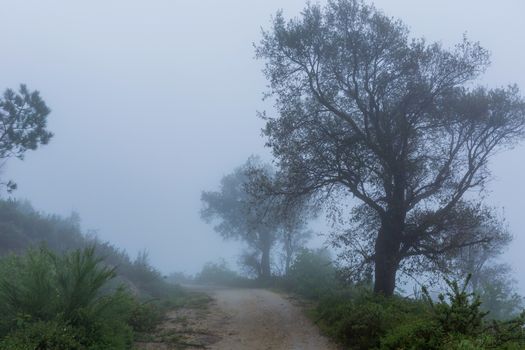 Fog in the forest at the portuguese national park, Geres, Portugal