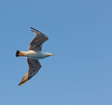 the seagull is a sea bird that lives in colonies