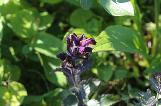 Close up of Bartsia alpina, known as alpine bartsia or velvetbells