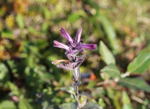 Close up of Bartsia alpina, known as alpine bartsia or velvetbells